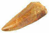 Serrated, Raptor Premaxillary Tooth - Real Dinosaur Tooth #347050-1